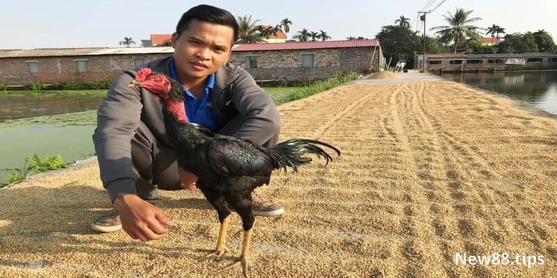 Bật Mí Cách Nuôi Gà Chọi Tốt Nhất Trên Từng Phương Diện 7 Cách nuôi gà chọi dẻo dai và đá hay hơn