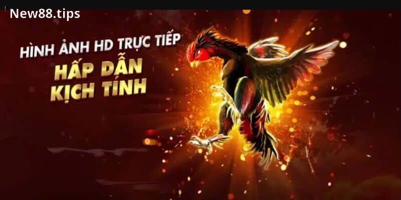 Hướng Dẫn Cá Cược Đá Gà 88 Xanh Chín, Tỷ Lệ Thắng Cao 6 Giao diện nổi bật, bắt mắt
