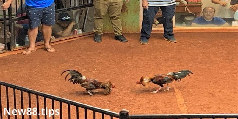 Đá Gà Cựa Dao - Kịch Tính, Hấp Dẫn Trong Từng Trận Đấu 6 Chọn chiến kê có thể lực, kỹ năng chiến đấu tốt hơn