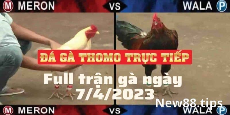 Đá Gà Thomo - Tổng Hợp Các Thông Tin Cần Biết Cho Tân Thủ 7 Có thể xem đá gà trực tiếp Thomo ở đâu uy tín nhất?