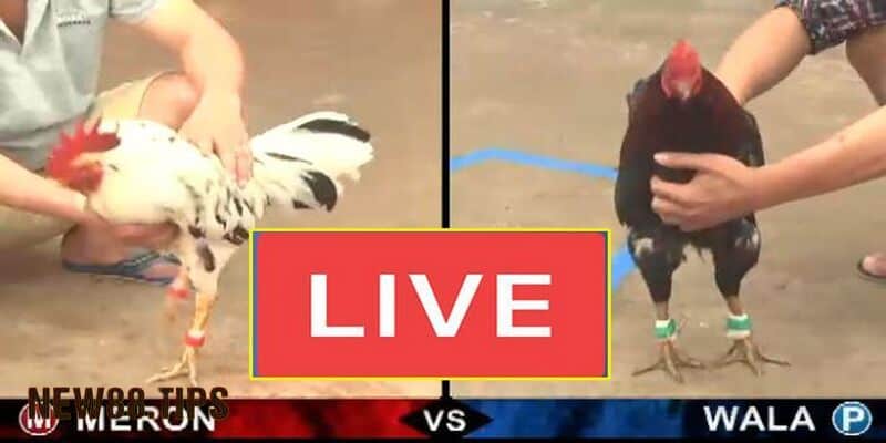 Đá Gà Trực Tiếp Là Gì? Kinh Nghiệm Đá Gà Dễ Thắng Nhất 7 Xác định đúng thời điểm nên đặt cược