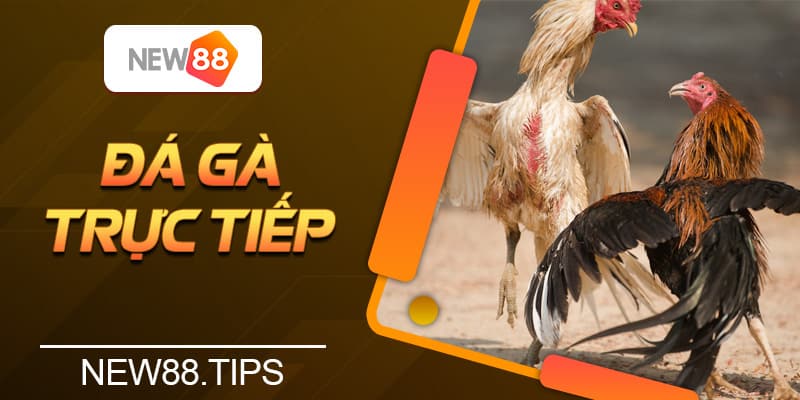 Đá Gà Trực Tiếp Là Gì? Kinh Nghiệm Đá Gà Dễ Thắng Nhất 4 Đá Gà Trực Tiếp Là Gì? Kinh Nghiệm Đá Gà Dễ Thắng Nhất