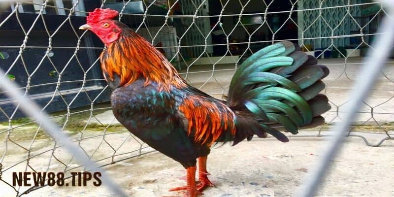 Bí Quyết Chọn Gà Chọi Đẹp Từ Những Người Chơi Lâu Năm 7 Bí quyết chọn gà chọi đẹp từ người chơi lâu năm
