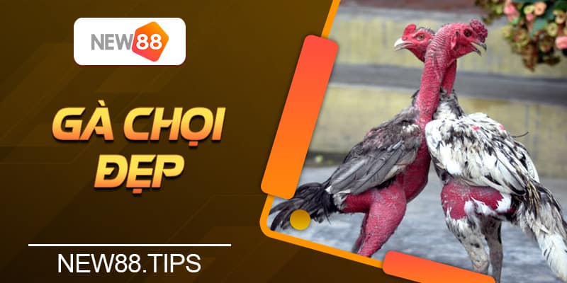 Bí Quyết Chọn Gà Chọi Đẹp Từ Những Người Chơi Lâu Năm 4 Bí Quyết Chọn Gà Chọi Đẹp Từ Những Người Chơi Lâu Năm