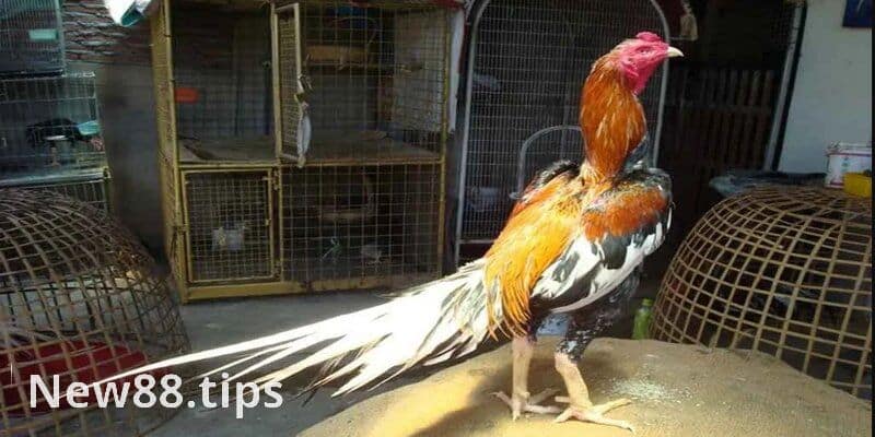 Vảy Gà Chọi Độc - Các Loại Vảy Gà Quý Hiếm Nhất Hiện Nay 7 Tìm hiểu cách chọn gà chọi đá hay dành cho người mới