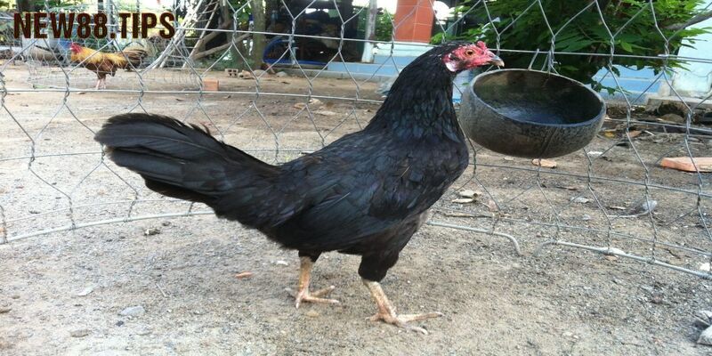 Cách Chọn Gà Chọi Mái Gây Giống Tốt Cho Các Kê Sư 5 Tại sao cần nắm được cách chọn gà chọi mái?