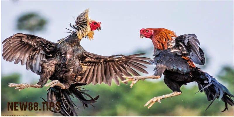 Hướng Dẫn Xem Chân Gà Chọi Để Chọn Chiến Kê Dũng Mãnh 7 Xem màu chân gà chọi