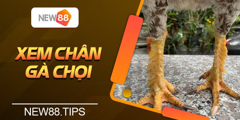 Hướng Dẫn Xem Chân Gà Chọi Để Chọn Chiến Kê Dũng Mãnh 4 Hướng Dẫn Xem Chân Gà Chọi Để Chọn Chiến Kê Dũng Mãnh